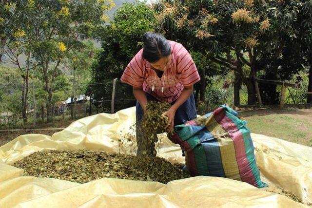  Las hojas de esta planta contienen alcaloides con efectos estimulantes leves. Foto: Google    