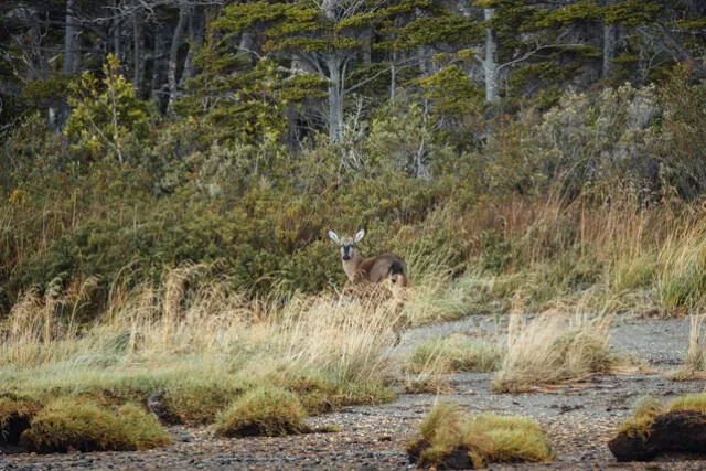 El avistamiento se produjo durante una expedición científica realizada en el Parque Nacional Cabo Froward. Foto: Diego Nahuel/Rewilding Chile.   