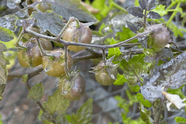  Tomates de las Galápagos que han vuelto a producir una sustancia tóxica. Foto: Adam Jozwiak   
