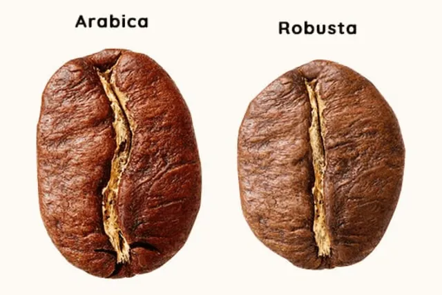 Diferencias entre los granos de café arábica y robusta, las variedades principales cultivadas en Brasil. Diferencias entre los granos de café arábica y robusta, las variedades principales cultivadas en Brasil.