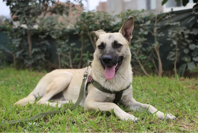 Hashi es un perrito de 11 meses. Foto: Hanslitt Cruzado