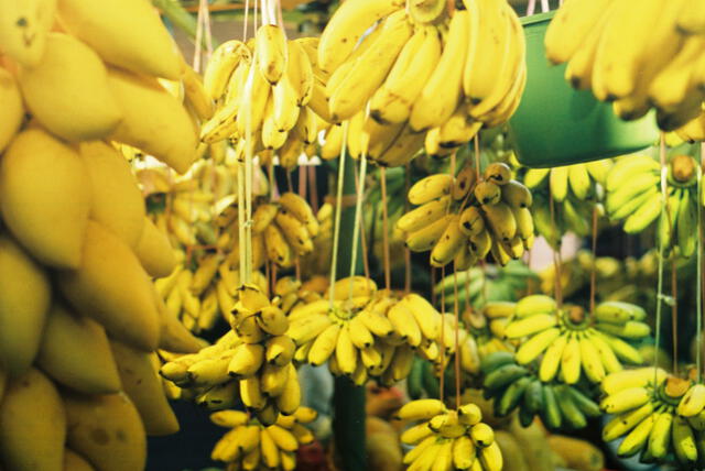  La mayoría de plátanos que se encuentran en el mercado son de la variedad Cavendish. Foto: difusión   