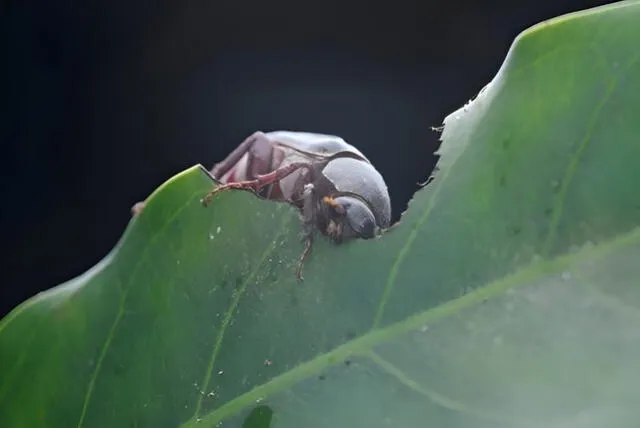 El estudio sobre el escarabajo asiático Holotrichia parallela se publicó en Current Biology. Foto: Earth   