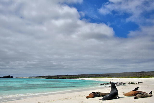 Esta playa alberga una gran colonia de leones marinos que conviven pacíficamente con los turistas. Foto: Encircle Photos.   