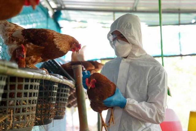  En los últimos diez meses, se confirmó que el virus es contagiado de vacas a aves rápidamente. Foto: difusión   