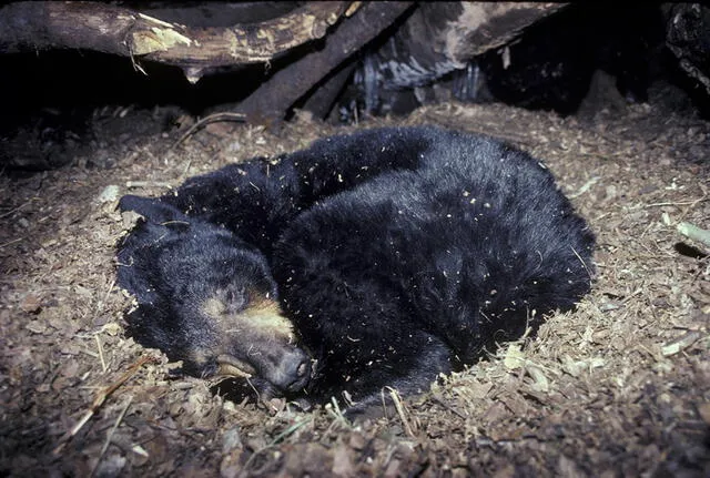 Los científicos de la ESA se inspiraron en la hibernación de seis meses de los osos. Foto: North American Bear Center