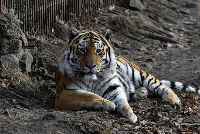 Suiza: fallece cuidadora de zoológico tras ser atacada por un tigre