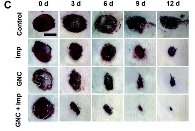 Imágenes de cambios en el tamaño de la herida en diferentes grupos dentro de los 12 días posteriores al tratamiento con oro. Foto: The Royal Society of Chemistry
