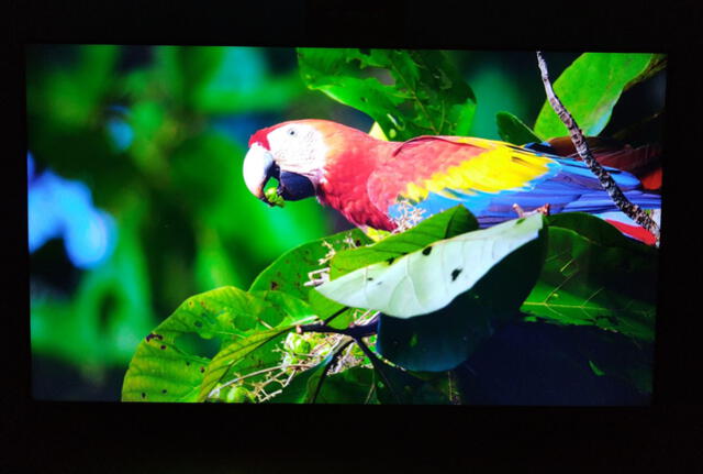 Xiaomi Mi TV P1 de 55''