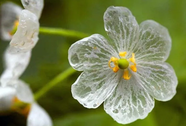  La 'flor esqueleto' tiene una apariencia común antes de tocar el agua. 