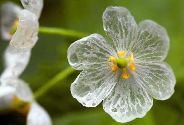  La 'flor esqueleto' o ' flor de cristal' tiene una apariencia común antes de tocar el agua. Foto: Flores y Plantas.   