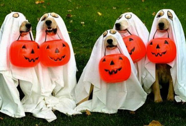 Halloween: 15 disfraces que puede usar tu mascota en ‘Noche de brujas’ [FOTOS]