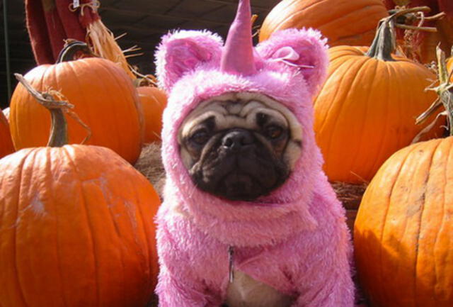 Halloween: 15 disfraces que puede usar tu mascota en ‘Noche de brujas’ [FOTOS]