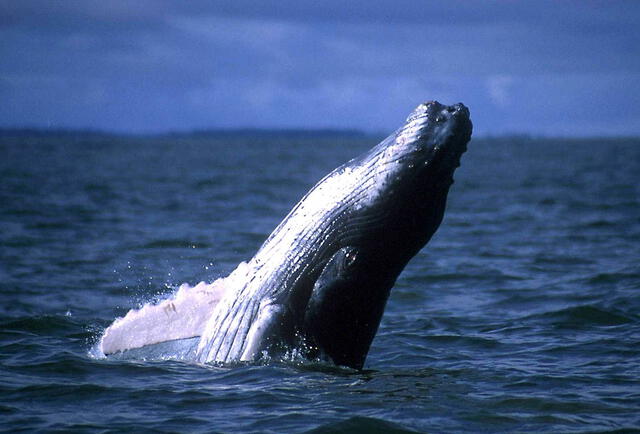 Ballena azul | rorcual azul | Balaenoptera musculus Intermedia | Perú