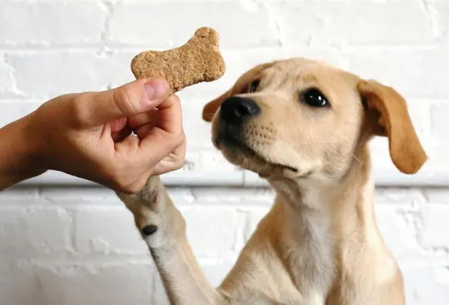 Perros: el significado oculto de sus juguetes favoritos