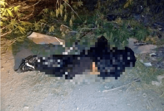 Cadáver abandonado en Celaya, Guanajuato. Foto: Zona Franca.