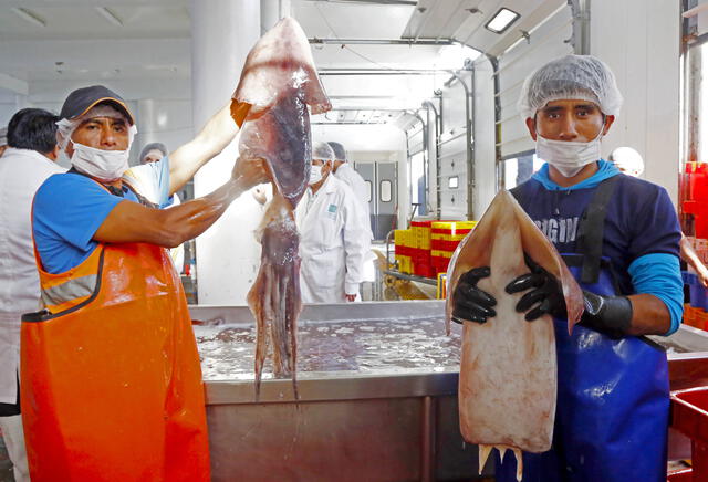 Cuota para el recurso de pota o calamar gigante será de 450 mil toneladas