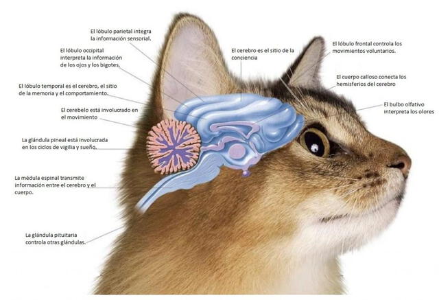 Cerebro y sistema nervioso de un gato común. Foto: tiposdegatos.com