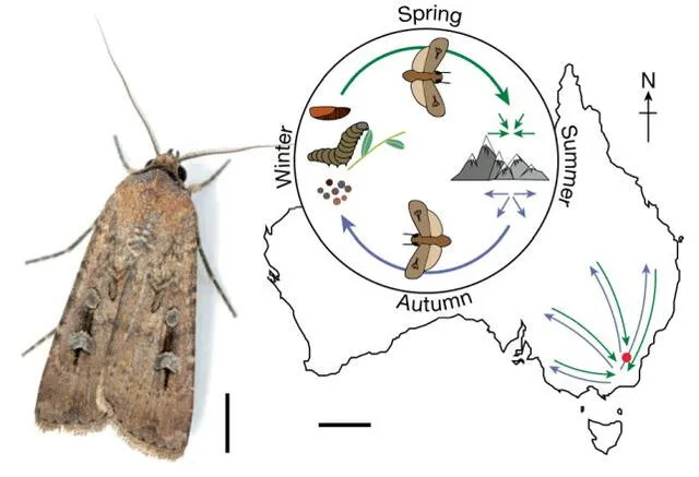 El ciclo de vida de la polilla bogong. Foto: Nature El ciclo de vida de la polilla bogong. Foto: Nature
