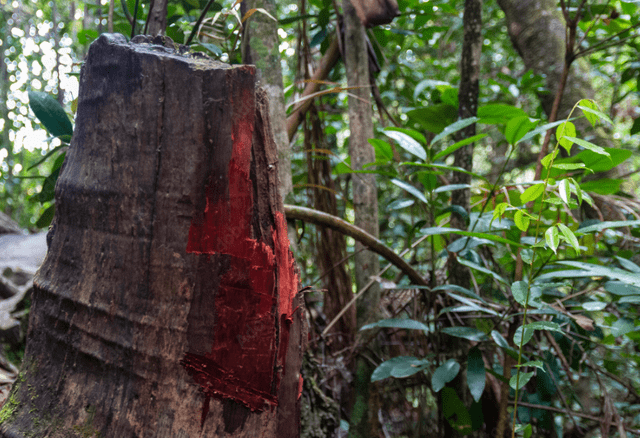 La tala indiscriminada que sufrió este árbol casi provoca su extinción en el siglo XVI. Foto: Adobe   