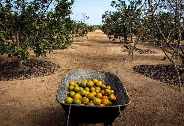  Su fácil adaptabilidad hace que la lúcuma sea uno de los frutos más demandados para su exportación en Sudamérica. Foto: Buenazo    