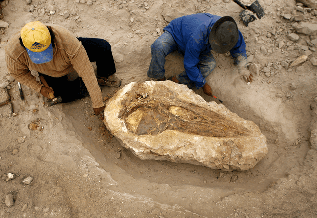  Paleontólogos excavan alrededor de la cabeza fosilizada de una ballena en Ocucaje. Foto: AFP   