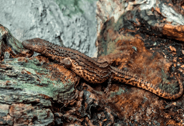  Por la tonalidad de sus escamas, estos reptiles se camuflan fácilmente. Foto: Petr Hamerník   