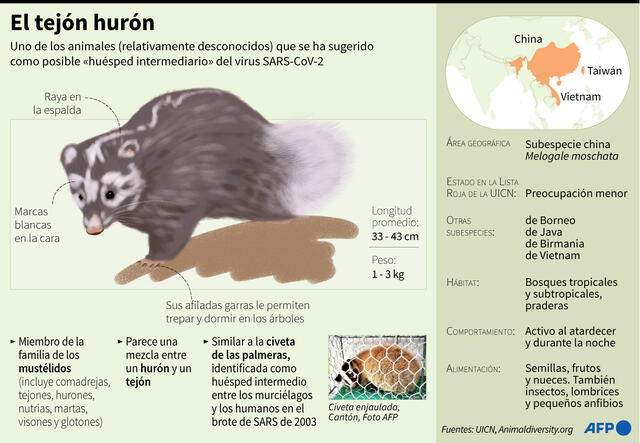 Ficha sobre el tejón hurón, uno de los animales que se ha sugerido como posible "huésped intermediario" del coronavirus SARS-CoV-2. Infografía: AFP