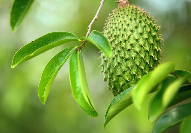 Las hojas de la guanábana tienen grandes beneficios para la salud. Foto: Mejor con salud