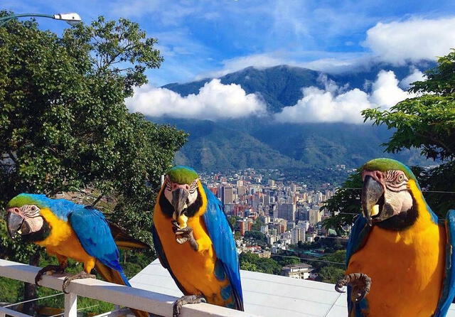 "Feliz día en tu aniversario, Caracas. Y, por supuesto, sus Guacamayas". Foto: Gianluca Cocconcelli Cavalli/Twitter   