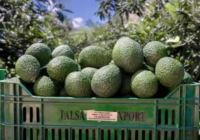 Este país latinoamericano concentra más del 60 % de la producción global de aguacate. Foto: Andina Este país latinoamericano concentra más del 60 % de la producción global de aguacate. Foto: Andina