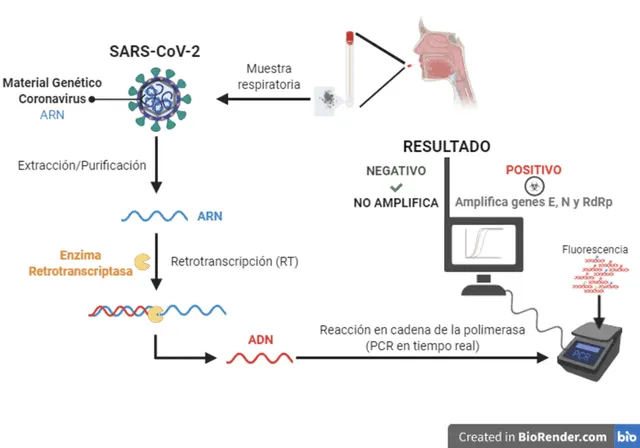 Diagrama resumido de cómo detecta el nuevo coronavirus mediante la técnica RT-PCR. Foto: The Conversation.