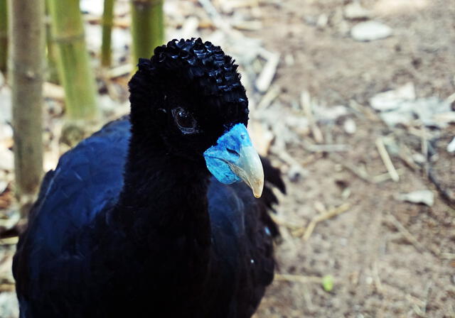 El pavón piquiazul es distinguido por la coloración azul en su pico, así como las plumas negras brillantes. Foto: Fundación Botánica y Zoológica de Barranquilla   