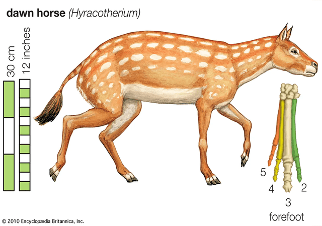  Los antepasados de los caballos en el Eoceno eran los Hyracotherium. Foto: Enciclopedia Británica   