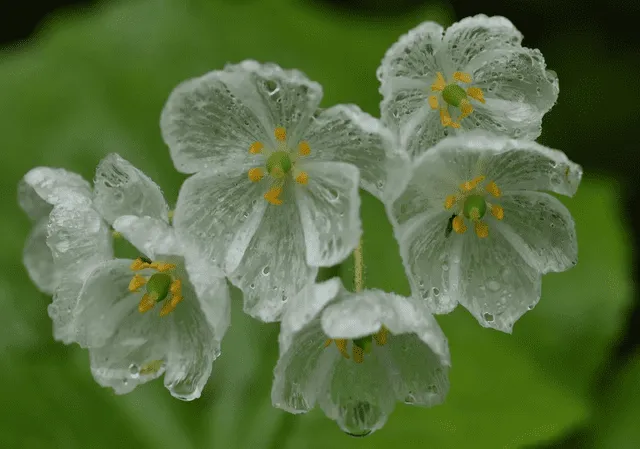 Esta peculiar flor se transforma cuando tiene contacto con la lluvia. 