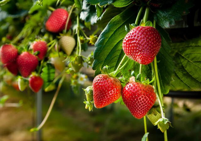  La fresa es rica en vitamina C, lo que fortalece el sistema inmunológico y protege al organismo gracias a sus propiedades antioxidantes. Foto: Tiempo.com   