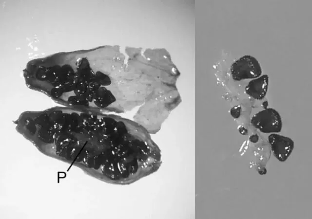Las semillas de S. stenophylla fueron encontradas en antiguas madrigueras de ardillas congeladas en el hielo. Foto: PNAS / Yashine et. al. (2022)