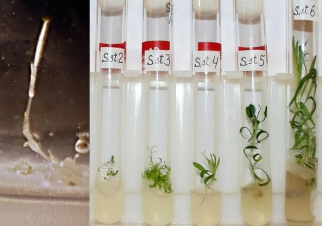 Las semillas de S. stenophylla tuvieron que ser germinadas in vitro. Foto: PNAS / Yashine et. al. (2012)