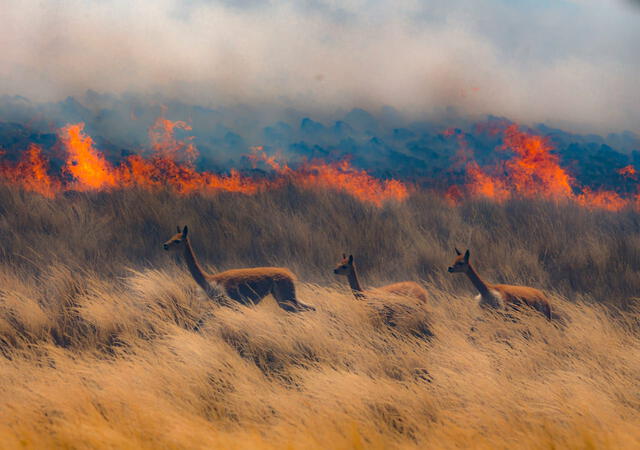 En un incendio forestal de más de 400 hectáreas de los pastizales de la comunidad se encontraron atrapados una tropilla de vicuñas. Fuente: Elio Munzon Zevallos