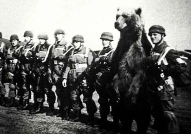 Wojtek fue un oso pardo que luchó junto al ejército polaco. ¿Cuáles fueron sus funciones? Foto: Twitter / @GEDV86