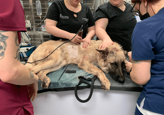 Luca había sido sometido a una cirugía de emergencia en el Centro Veterinario de Virginia. Foto: Richmond Animal Care and Control   