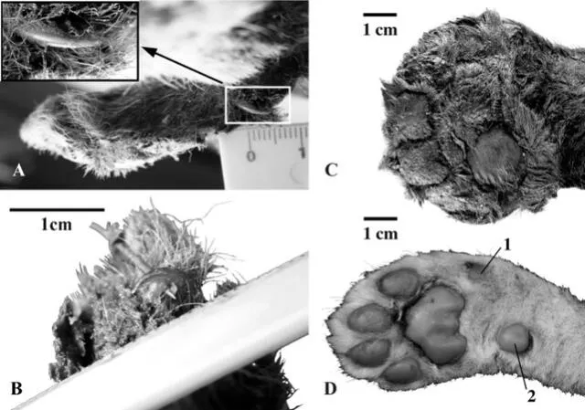 Las patas del gato dientes de sable estaban adaptadas para caminar sobre nieve. Foto: Lopatin et al.    