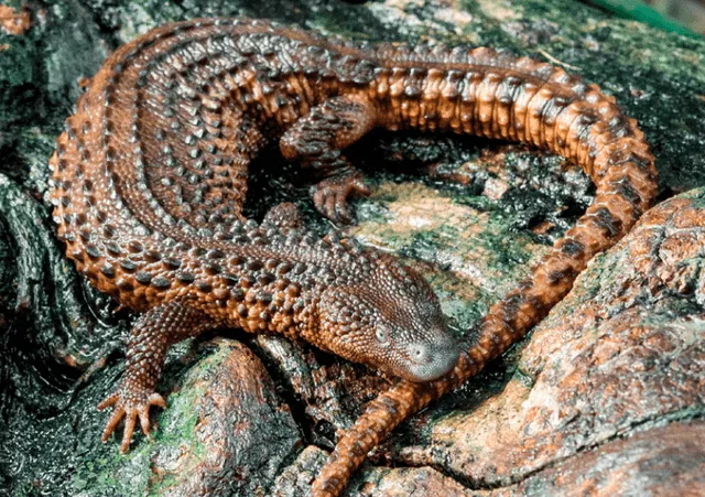  Los varanos sin orejas pueden ser encontrados en rocas cercanas a arroyos. Foto: Petr Hamerník   