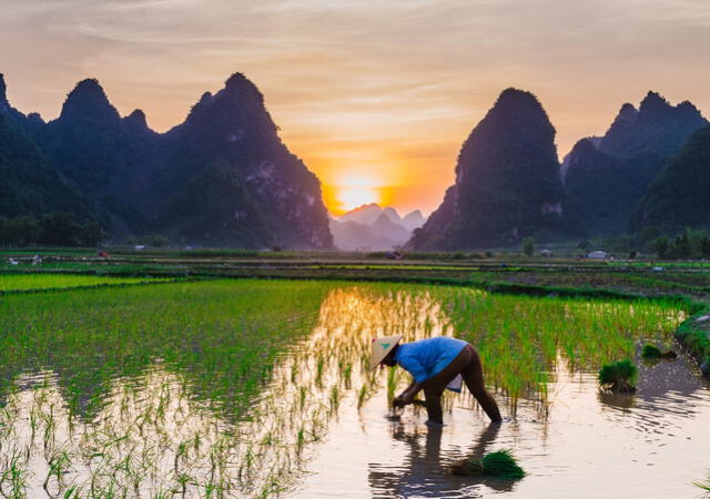 Arroz en China: Historia, Cultura y Variedades | Arroz SOS