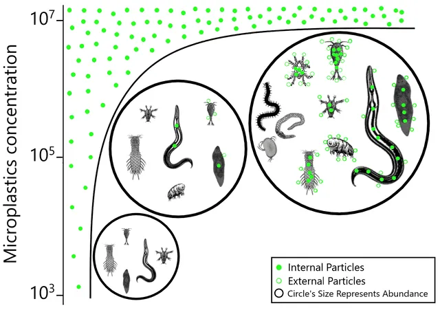 Se hallaron microplásticos en todos los animales diminutos, menos en los tardígrados. Foto: França et al.   