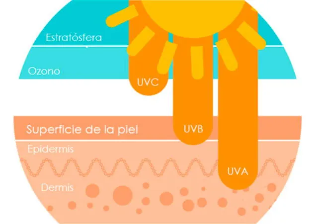 capas de la piel