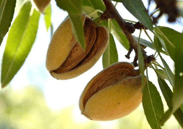 Las almendras se consumen en América Latina y en varios lugares del mundo. Foto: Freepik   