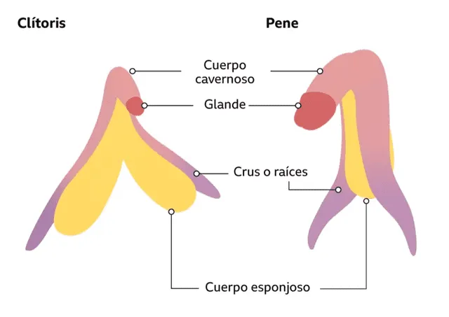 clitoris pene glande sexualidad