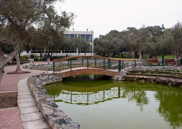 Actualmente, son más de 1,700 olivos, que representan al 85% del total de los árboles en este parque. Foto: Visita Lima