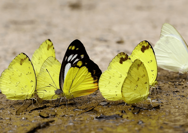 Las mariposas y sus larvas sirven de alimento para una amplia variedad de depredadores, incluidos aves, reptiles y otros insectos. Foto: Freepik   